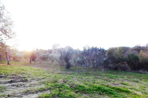 Farm i Fundao, Castelo Branco, Fundao - € 200.000 | Ref: 255180293 - foto 5
