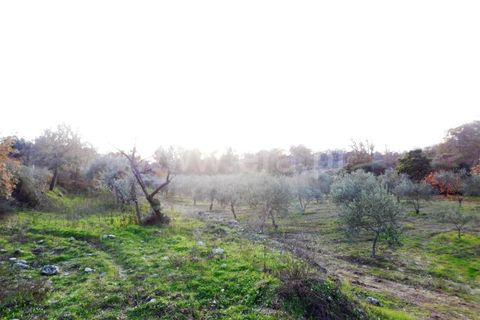 Farm i Fundao, Castelo Branco, Fundao - € 200.000 | Ref: 255180293 - foto 6