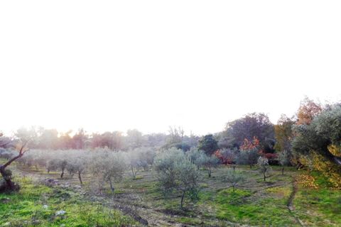 Farm i Fundao, Castelo Branco, Fundao - € 200.000 | Ref: 255180293 - foto 7