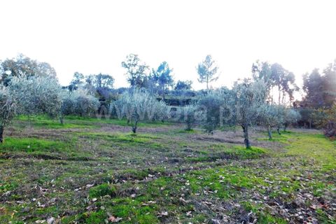 Farm i Fundao, Castelo Branco, Fundao - € 200.000 | Ref: 255180293 - foto 15