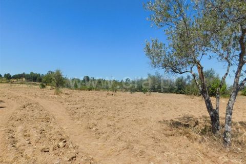 Farm i Fundao, Castelo Branco, Fundao - € 27.500 | Ref: 255190168 - foto 4