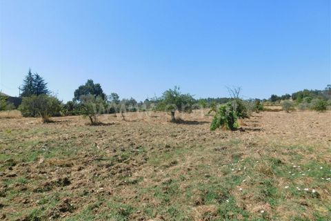 Farm i Fundao, Castelo Branco, Fundao - € 27.500 | Ref: 255190168 - foto 7