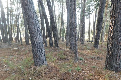 Helårsgrund i Fundao, Castelo Branco, Fundao - € 26.000 | Ref: 255200005 - foto 3
