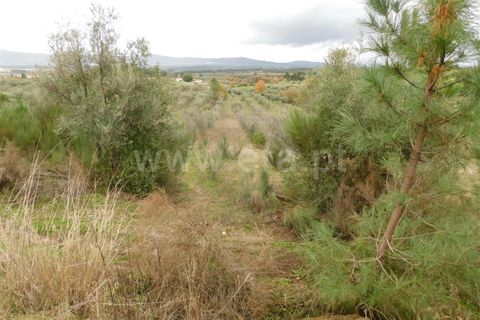 Farm i Fundao, Castelo Branco, Fundao - € 300.000 | Ref: 255200070 - foto 11