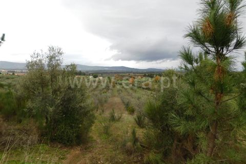 Farm i Fundao, Castelo Branco, Fundao - € 300.000 | Ref: 255200070 - foto 12