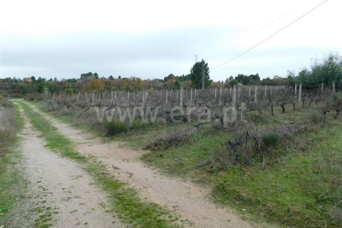 Farm i Fundao, Castelo Branco, Fundao - € 300.000 | Ref: 255200070 - foto 26