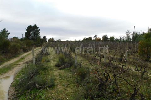 Farm i Fundao, Castelo Branco, Fundao - € 300.000 | Ref: 255200070 - foto 30