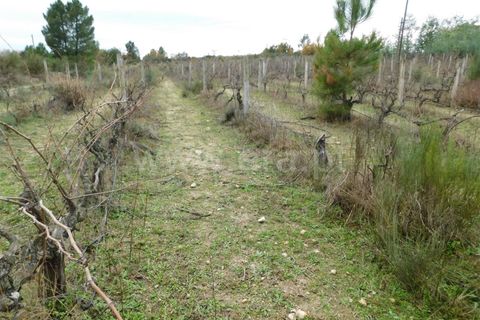 Farm i Fundao, Castelo Branco, Fundao - € 300.000 | Ref: 255200070 - foto 31