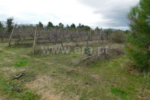 Farm i Fundao, Castelo Branco, Fundao - € 300.000 | Ref: 255200070 - foto 39