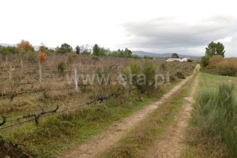 Farm i Fundao, Castelo Branco, Fundao - € 300.000 | Ref: 255200070 - foto 42