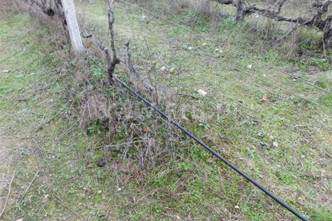 Farm i Fundao, Castelo Branco, Fundao - € 300.000 | Ref: 255200070 - foto 45