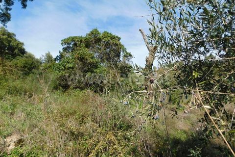 Helårsgrund i Fundao, Castelo Branco, Fundao - € 17.500 | Ref: 255210175 - foto 8