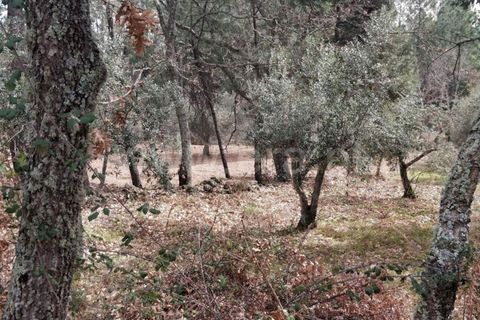 Tomt i Fundao, Castelo Branco, Fundao - € 7 000 | Ref: 255220043 - foto 2