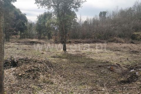 Tomt i Fundao, Castelo Branco, Fundao - € 7 000 | Ref: 255220043 - foto 7