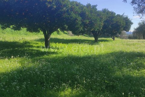 Helårsgrund i Fundao, Castelo Branco, Fundao - € 17.500 | Ref: 255240018 - foto 2