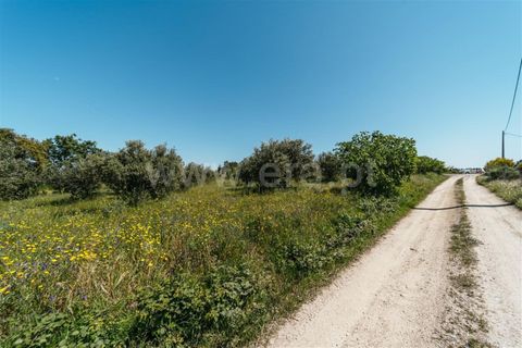 Helårsgrund i Fundao, Castelo Branco, Fundao - € 42.500 | Ref: 255240012 - foto 13