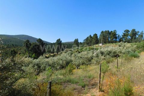 Tomt i Fundao, Castelo Branco, Fundao - € 50 000 | Ref: 255190113 - foto 9