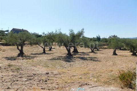 Tomt i Fundao, Castelo Branco, Fundao - € 25 000 | Ref: 255190233 - foto 4