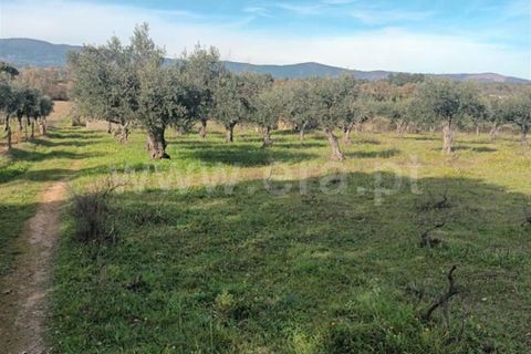 Landejendom i Fundao, Castelo Branco, Fundao - € 32.500 | Ref: 255240025 - foto 15