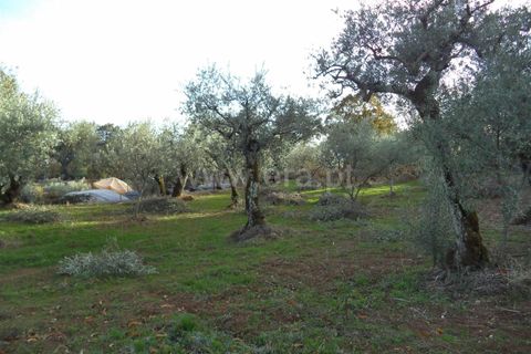 Tomt i Fundao, Castelo Branco, Fundao - € 27 500 | Ref: 255170291 - foto 2