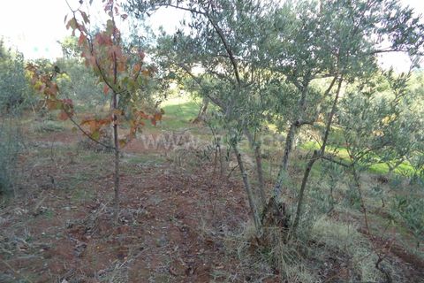 Tomt i Fundao, Castelo Branco, Fundao - € 27 500 | Ref: 255170291 - foto 4