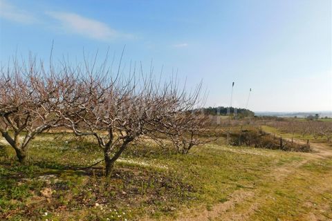 Farm i Fundao, Castelo Branco, Fundao - € 260.000 | Ref: 255190030 - foto 4