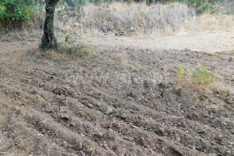 Helårsgrund i Fundao, Castelo Branco, Fundao - € 16.000 | Ref: 255190225 - foto 10