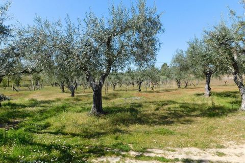 Landejendom i Fundao, Castelo Branco, Fundao - € 85.000 | Ref: 255190070 - foto 3