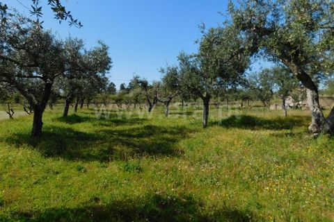 Landejendom i Fundao, Castelo Branco, Fundao - € 85.000 | Ref: 255190070 - foto 4