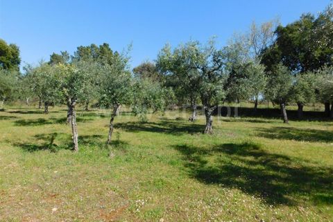 Landejendom i Fundao, Castelo Branco, Fundao - € 85.000 | Ref: 255190070 - foto 5