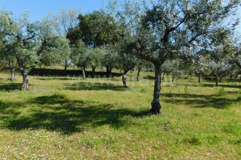 Landejendom i Fundao, Castelo Branco, Fundao - € 85.000 | Ref: 255190070 - foto 6