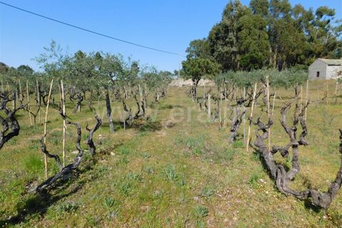Landejendom i Fundao, Castelo Branco, Fundao - € 85.000 | Ref: 255190070 - foto 8