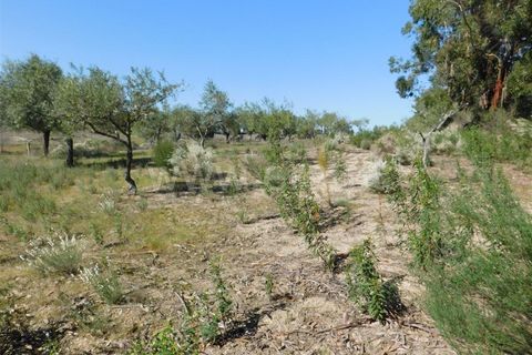 Landejendom i Fundao, Castelo Branco, Fundao - € 85.000 | Ref: 255190070 - foto 14