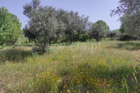 Tomt i Fundao, Castelo Branco, Fundao - € 56 500 | Ref: 255220068 - foto 4