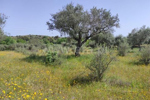 Tomt i Fundao, Castelo Branco, Fundao - € 56 500 | Ref: 255220068 - foto 6
