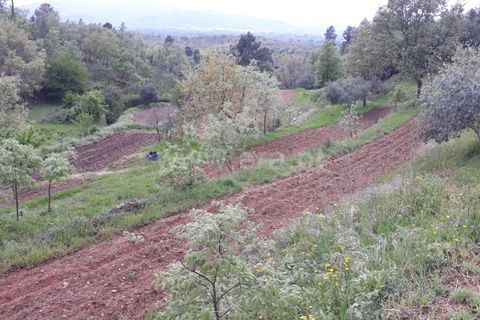 Farm i Fundao, Castelo Branco, Fundao - € 89.000 | Ref: 255220087 - foto 4