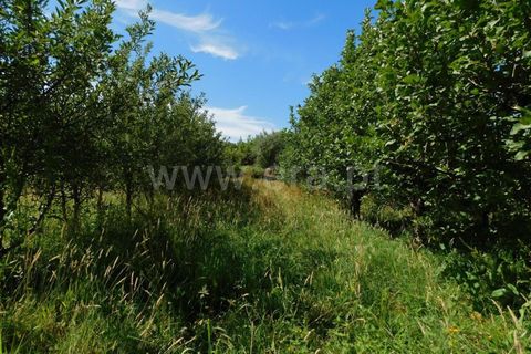 Helårsgrund i Fundao, Castelo Branco, Fundao - € 37.500 | Ref: 255220127 - foto 8