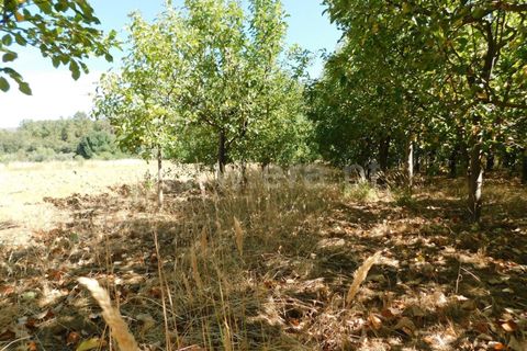 Helårsgrund i Fundao, Castelo Branco, Fundao - € 37.500 | Ref: 255220127 - foto 13