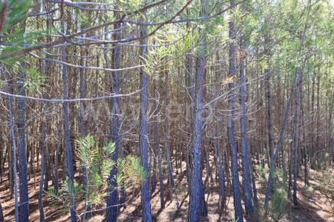 Helårsgrund i Fundao, Castelo Branco, Fundao - € 18.500 | Ref: 255220154 - foto 5