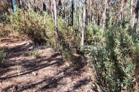 Farm i Fundao, Castelo Branco, Fundao - € 165.000 | Ref: 255220153 - foto 11