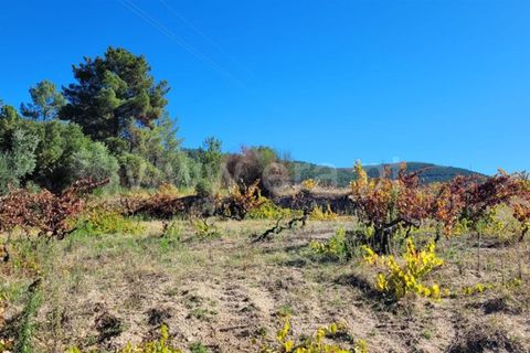 Helårsgrund i Fundao, Castelo Branco, Fundao - € 27.500 | Ref: 255220151 - foto 2
