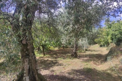 Farm i Fundao, Castelo Branco, Fundao - € 92.500 | Ref: 255220152 - foto 6
