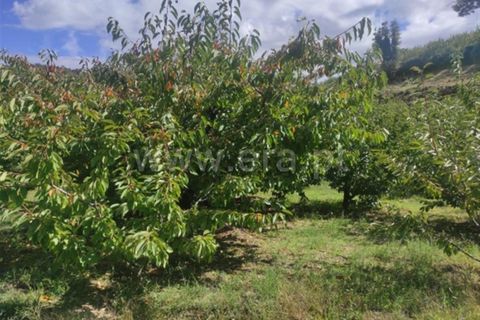 Farm i Fundao, Castelo Branco, Fundao - € 92.500 | Ref: 255220152 - foto 7