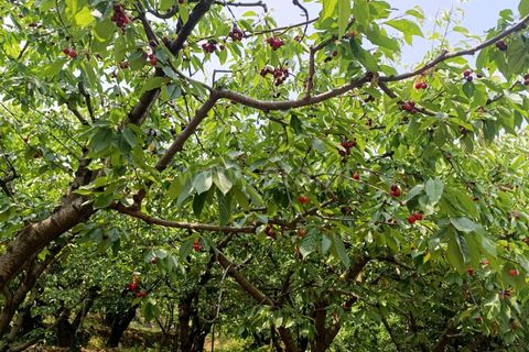 Farm i Fundao, Castelo Branco, Fundao - € 92.500 | Ref: 255220152 - foto 4