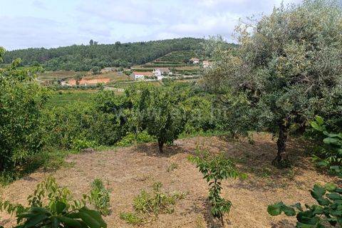 Farm i Fundao, Castelo Branco, Fundao - € 92.500 | Ref: 255220152 - foto 11