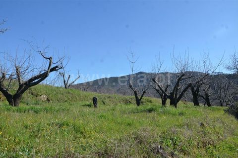 Tomt i Fundao, Castelo Branco, Fundao - € 47 500 | Ref: 255210045 - foto 12