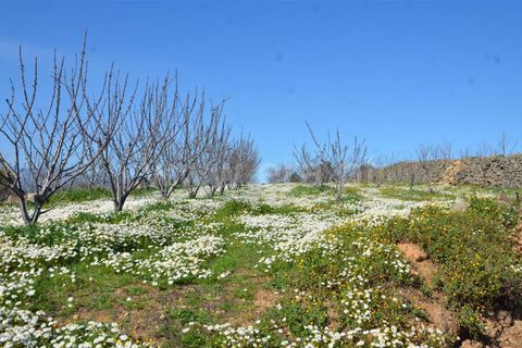 Tomt i Fundao, Castelo Branco, Fundao - € 47 500 | Ref: 255210045 - foto 14