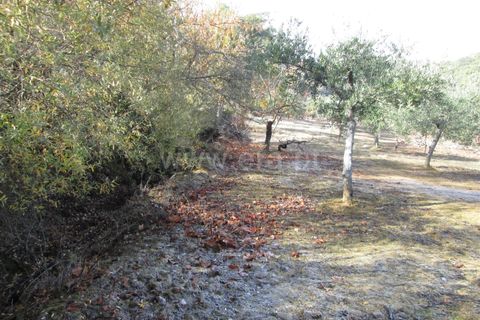 Helårsgrund i Fundao, Castelo Branco, Fundao - € 22.500 | Ref: 255170284 - foto 3