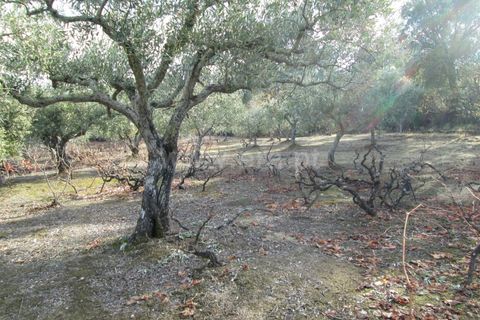 Helårsgrund i Fundao, Castelo Branco, Fundao - € 22.500 | Ref: 255170284 - foto 5