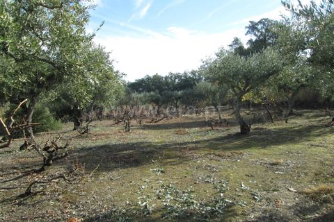 Helårsgrund i Fundao, Castelo Branco, Fundao - € 22.500 | Ref: 255170284 - foto 6